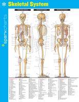 Skeletal System SparkCharts