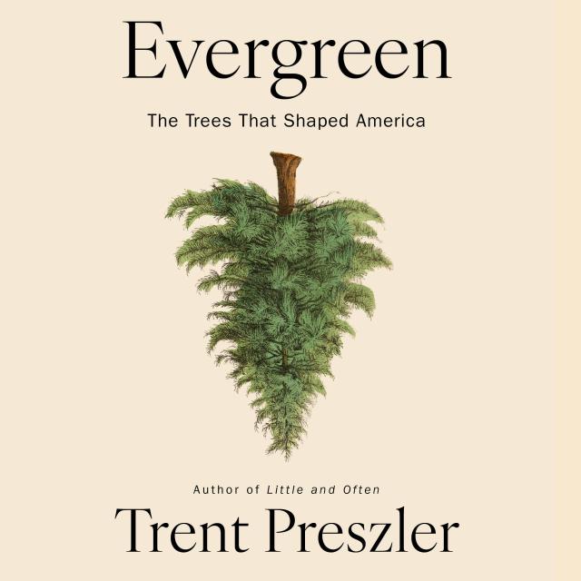 Evergreen